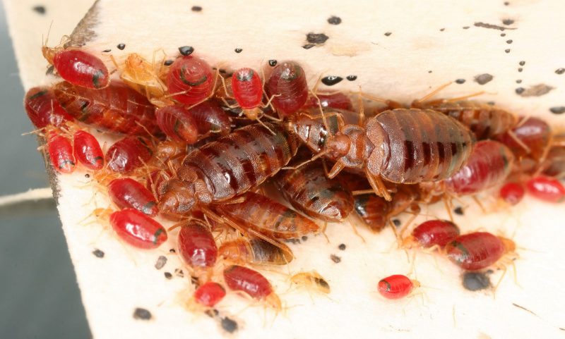 The image is of many bed bugs gathered together.